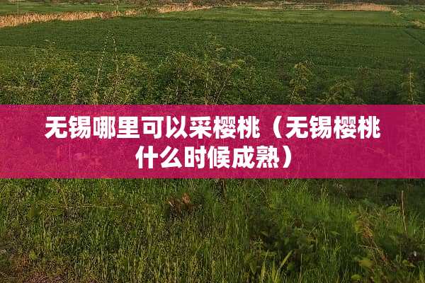 无锡哪里可以采樱桃（无锡樱桃什么时候成熟）