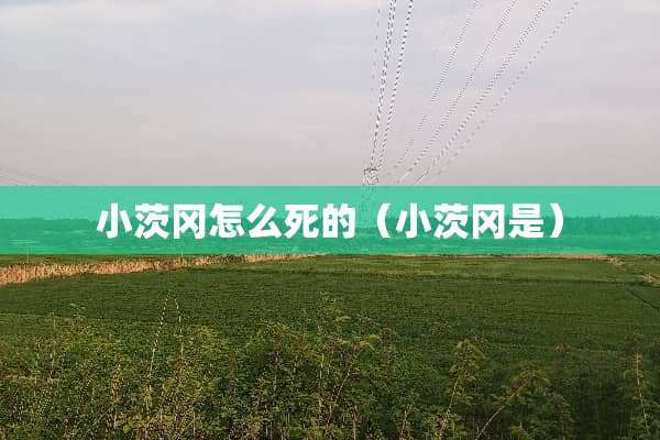 小茨冈怎么死的(小茨冈是) 小茨冈怎么死的(小茨冈是)