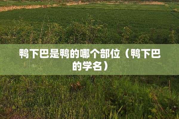 鸭下巴是鸭的哪个部位（鸭下巴的学名）