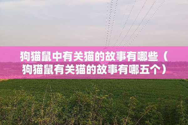 狗猫鼠中有关猫的故事有哪些（狗猫鼠有关猫的故事有哪五个）