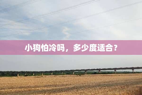 小狗怕冷吗，多少度适合？