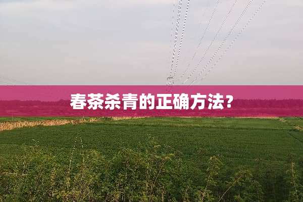 春茶杀青的正确方法？