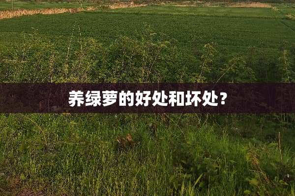 养绿萝的好处和坏处？
