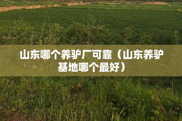 山东哪个养驴厂可靠（山东养驴基地哪个最好）