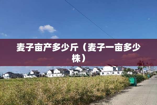 麦子亩产多少斤(麦子一亩多少株) 麦子亩产多少斤(麦子一亩多少株)