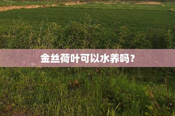金丝荷叶可以水养吗？