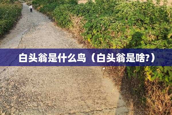白头翁是什么鸟(白头翁是啥?) 白头翁是什么鸟(白头翁是啥?)