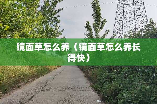 镜面草怎么养（镜面草怎么养长得快）