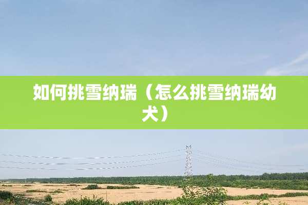 如何挑雪纳瑞（怎么挑雪纳瑞幼犬）