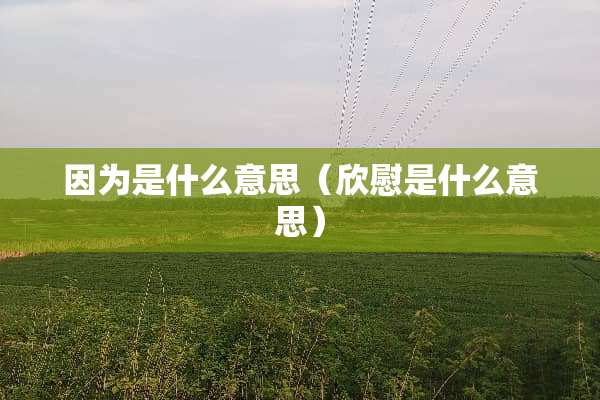 因为是什么意思（欣慰是什么意思）