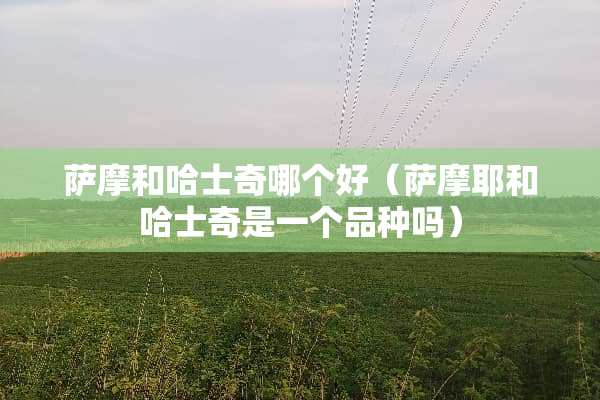 萨摩和哈士奇哪个好（萨摩耶和哈士奇是一个品种吗）