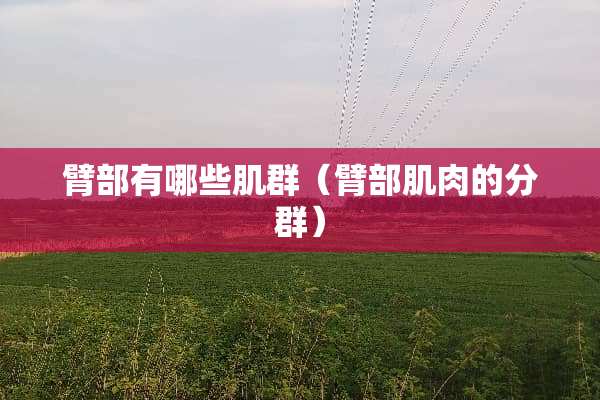 臂部有哪些肌群(臂部肌肉的分群) 臂部有哪些肌群(臂部肌肉的分群)