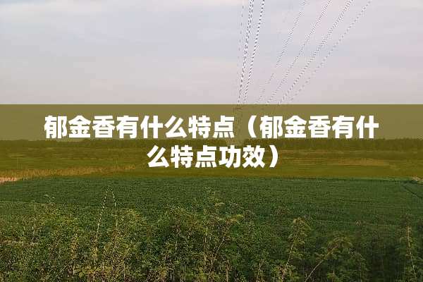 郁金香有什么特点(郁金香有什么特点功效) 郁金香有什么特点(郁金香有什么特点功效)