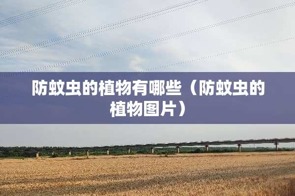 防蚊虫的植物有哪些（防蚊虫的植物图片）