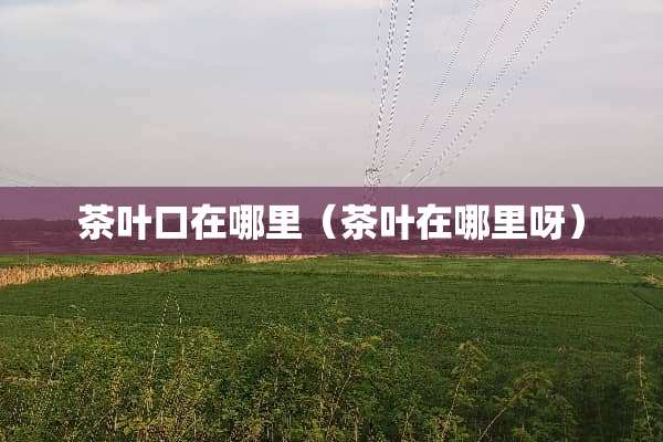 茶叶口在哪里（茶叶在哪里呀）