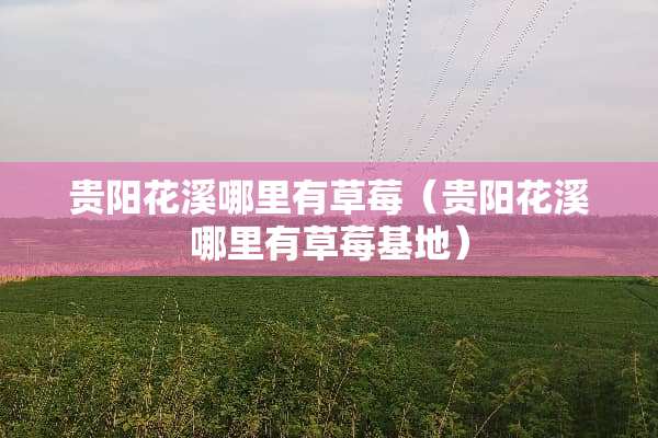 贵阳花溪哪里有草莓（贵阳花溪哪里有草莓基地）