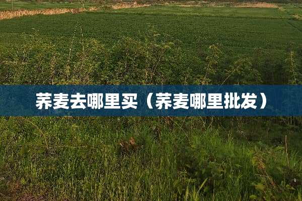 荞麦去哪里买(荞麦哪里批发)