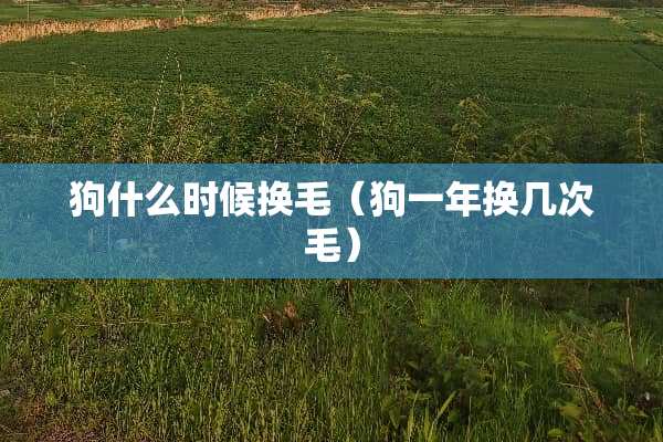 狗什么时候换毛（狗一年换几次毛）