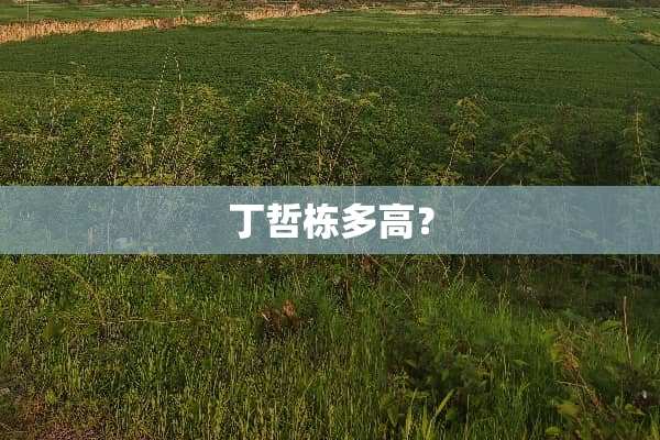 丁哲栋多高？