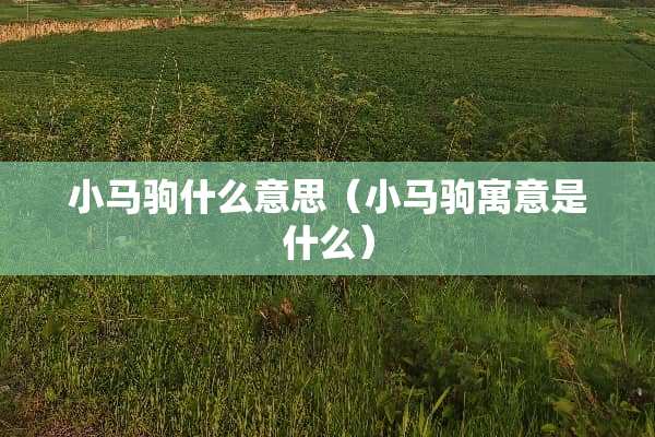 小马驹什么意思（小马驹寓意是什么）
