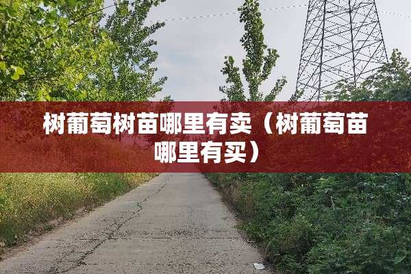 树葡萄树苗哪里有卖(树葡萄苗哪里有买) 树葡萄树苗哪里有卖(树葡萄苗哪里有买)