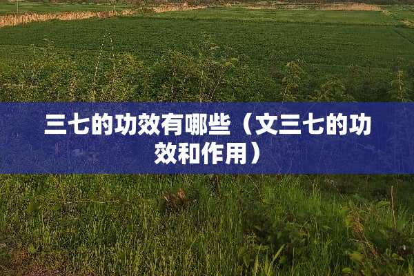 三七的功效有哪些（文三七的功效和作用）