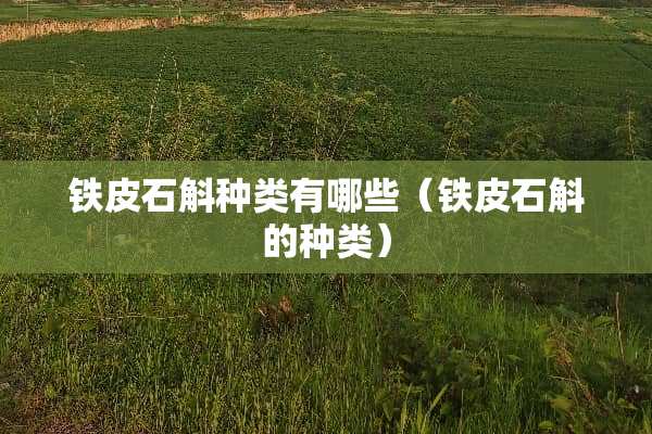 铁皮石斛种类有哪些（铁皮石斛的种类）