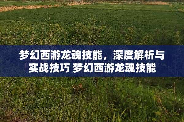 梦幻西游龙魂技能，深度解析与实战技巧 梦幻西游龙魂技能