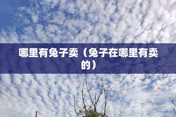 哪里有兔子卖（兔子在哪里有卖的）