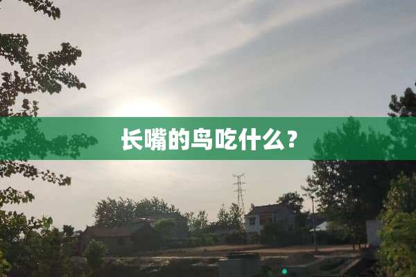 长嘴的鸟吃什么？