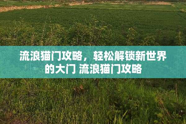 流浪猫门攻略，轻松解锁新世界的大门 流浪猫门攻略