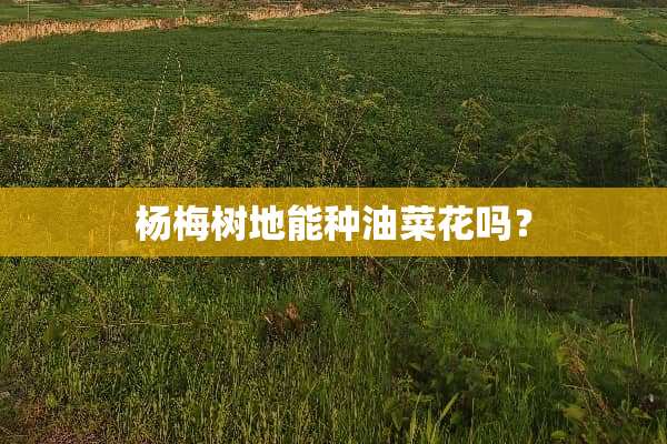 杨梅树地能种油菜花吗？