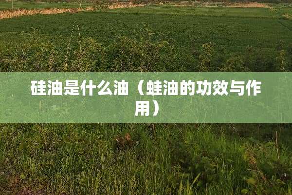 硅油是什么油（蛙油的功效与作用）