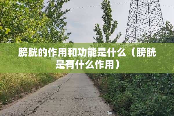 膀胱的作用和功能是什么（膀胱是有什么作用）