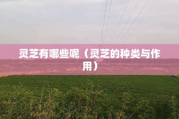 灵芝有哪些呢（灵芝的种类与作用）