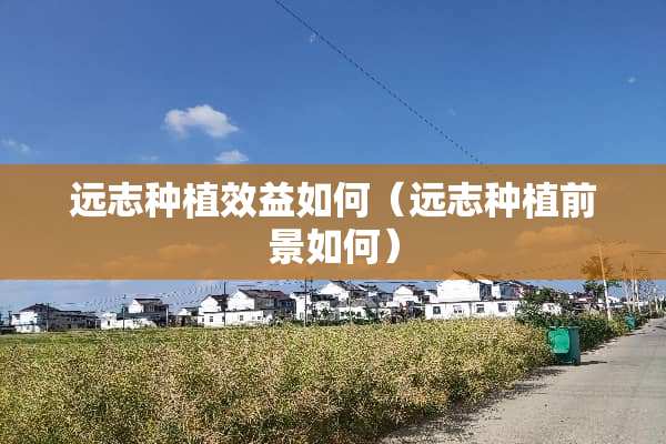 远志种植效益如何（远志种植前景如何）