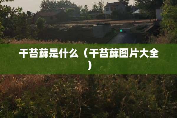 干苔藓是什么（干苔藓图片大全）