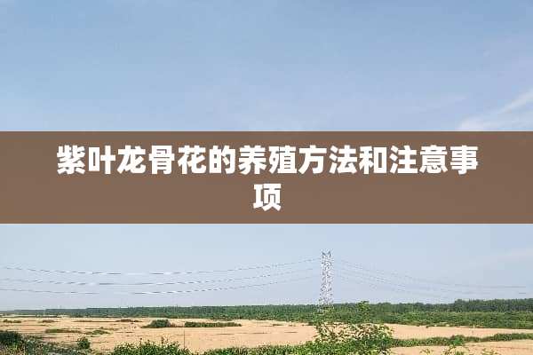 紫叶龙骨花的养殖方法和注意事项