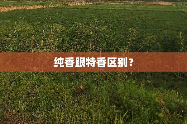 纯香跟特香区别？