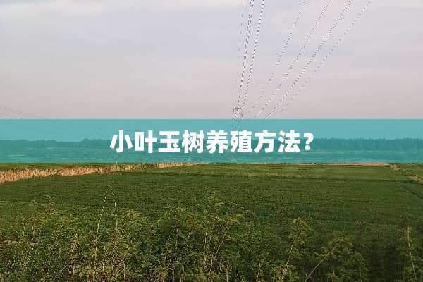小叶玉树养殖方法？