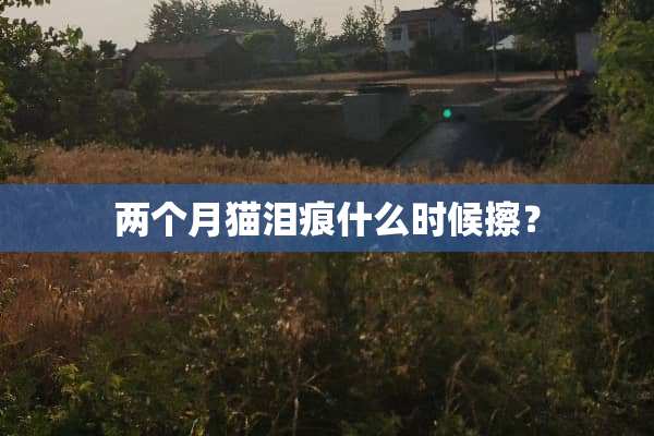 两个月猫泪痕什么时候擦？
