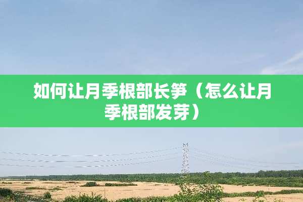 如何让月季根部长笋（怎么让月季根部发芽）