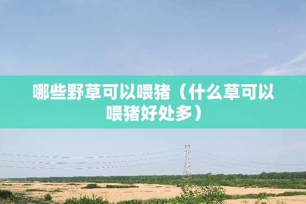 哪些野草可以喂猪（什么草可以喂猪好处多）