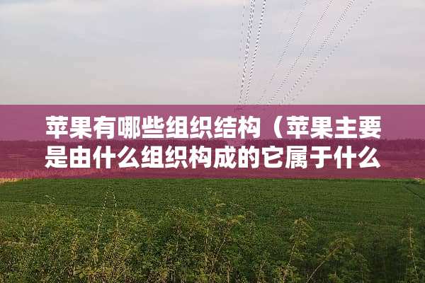 苹果有哪些组织结构（苹果主要是由什么组织构成的它属于什么器官）
