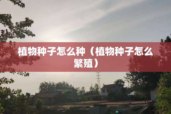 植物种子怎么种（植物种子怎么繁殖）