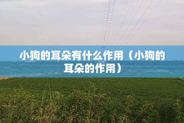小狗的耳朵有什么作用（小狗的耳朵的作用）