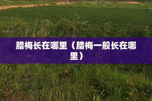 腊梅长在哪里（腊梅一般长在哪里）