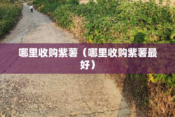 哪里收购紫薯（哪里收购紫薯最好）