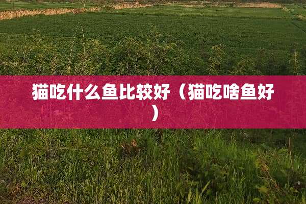 猫吃什么鱼比较好(猫吃啥鱼好) 猫吃什么鱼比较好(猫吃啥鱼好)