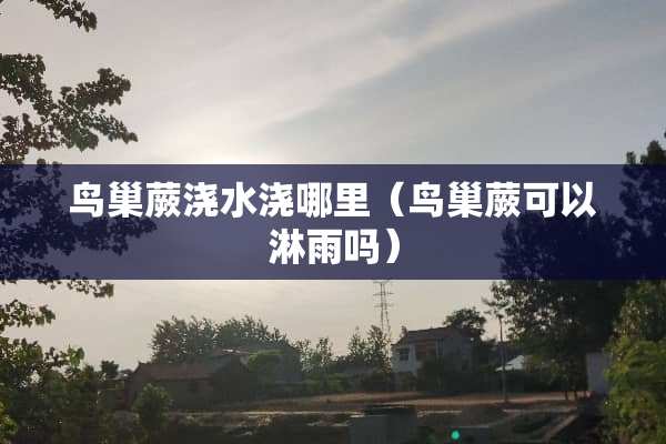 **蕨浇水浇哪里(**蕨可以淋雨吗) **蕨浇水浇哪里(**蕨可以淋雨吗)